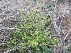 Hesperocnide tenella