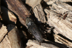 Cardiophorinae
