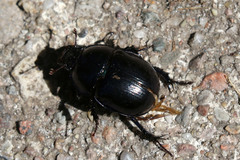 Anoplotrupes stercorosus