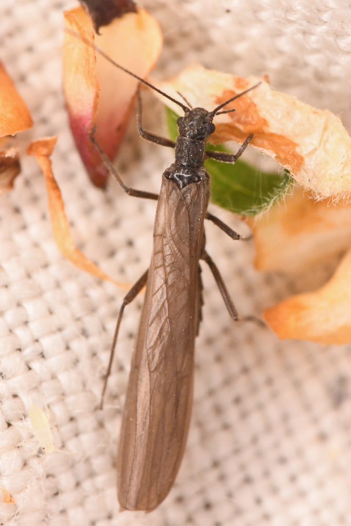 Western Needlefly