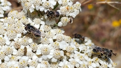 Copestylum marginatum