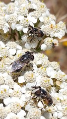 Copestylum marginatum