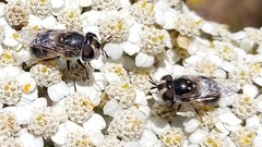 Copestylum marginatum