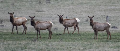 Elk