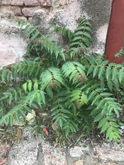 Ailanthus altissima