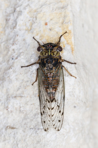 Little Specklewings (Genus Pacarina) · iNaturalist