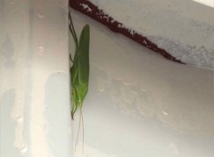 Euconocephalus nasutus