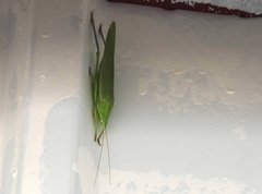 Euconocephalus nasutus