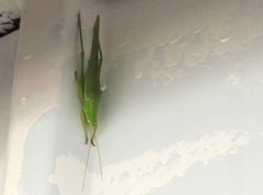 Euconocephalus nasutus