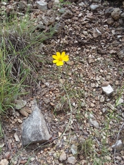 Thelesperma simplicifolium