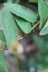 Cryptocephalus trifasciatus
