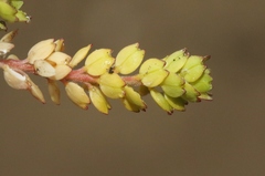 Lepidium oblongum