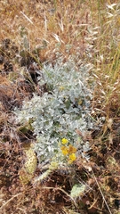 Constancea nevinii