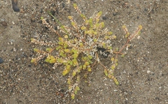 Lepidium oblongum