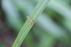 Xyroptila oenophanes