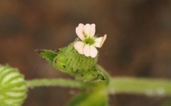 Silene multinervia