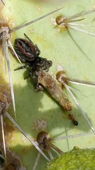 Camponotus bakeri