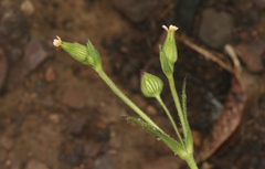 Silene multinervia