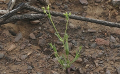 Silene multinervia