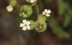 Silene multinervia