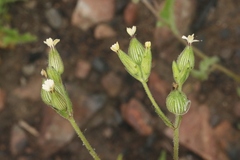 Silene multinervia