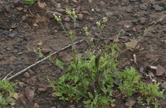Silene multinervia