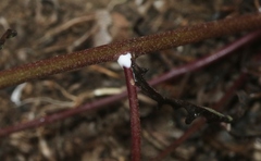 Malacothrix clevelandii