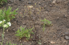 Malacothrix clevelandii