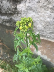 Brassicaceae