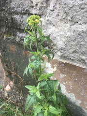 Brassicaceae