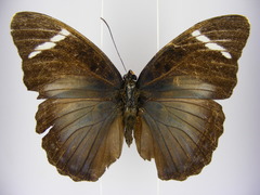 Euphaedra vicina vicina