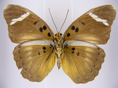 Euphaedra vicina vicina