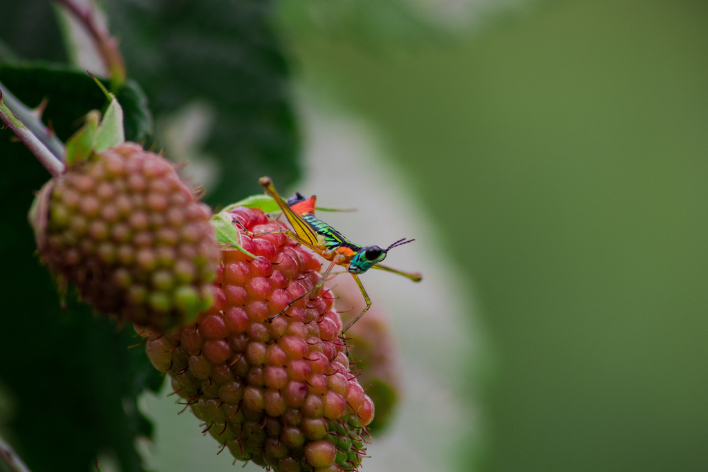 Eumastacinae