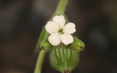 Silene multinervia