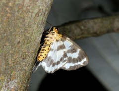 Abraxas amicula-illuminata