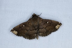 Adrapsa quadrilinealis