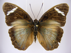 Euphaedra vicina vicina