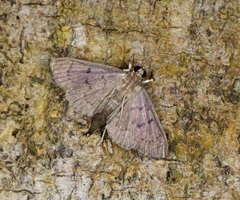 Omiodes tristrialis