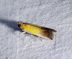 Piesmopoda semilutea