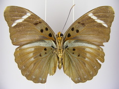 Euphaedra vicina vicina