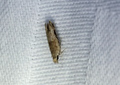 Hypatima