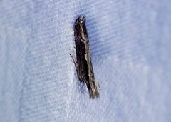Hypatima spathota