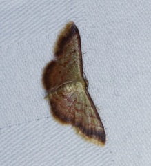Idaea impexa