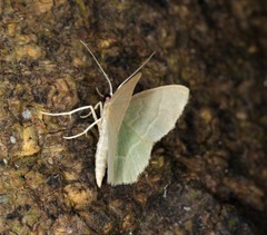 Idiochlora minuscula