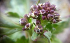 Scrophularia rupestris