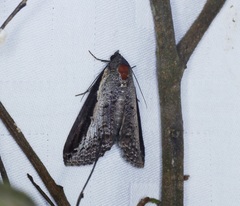 Lophoptera squammigera