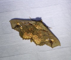 Lopharthrum comprimens