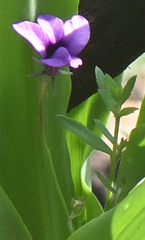 Monopsis simplex