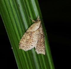 Olulis puncticinctalis