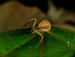 Ebrechtella pseudovatia